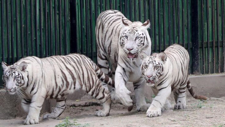 15 Facts About White Tigers (None Have Been Seen in the Wild for 50 Years)