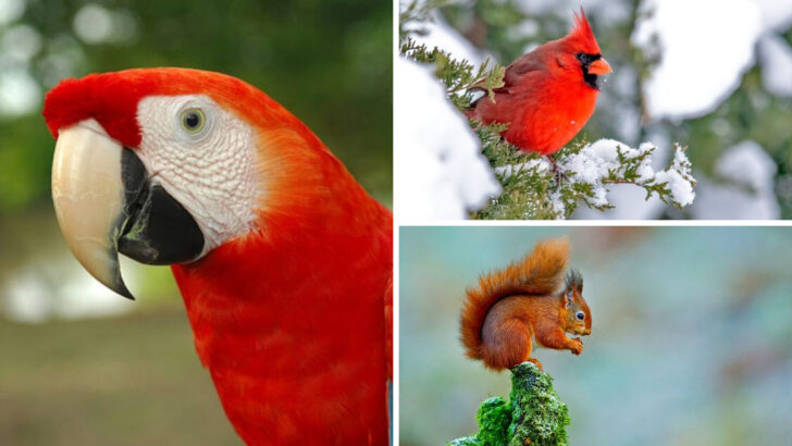 15 Fiery Red Animals That Stand Out in Every Corner of the Wild