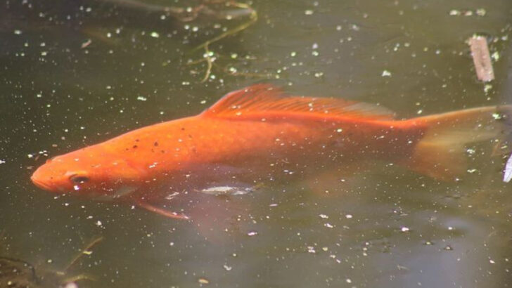 15 Fish Species That Thrive in America’s Most Polluted Waters