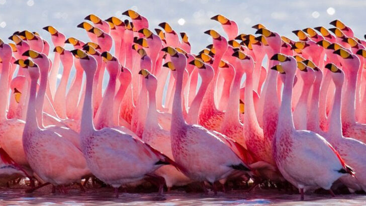 15 Flamingo Facts That Are Just as Wild as Their Color