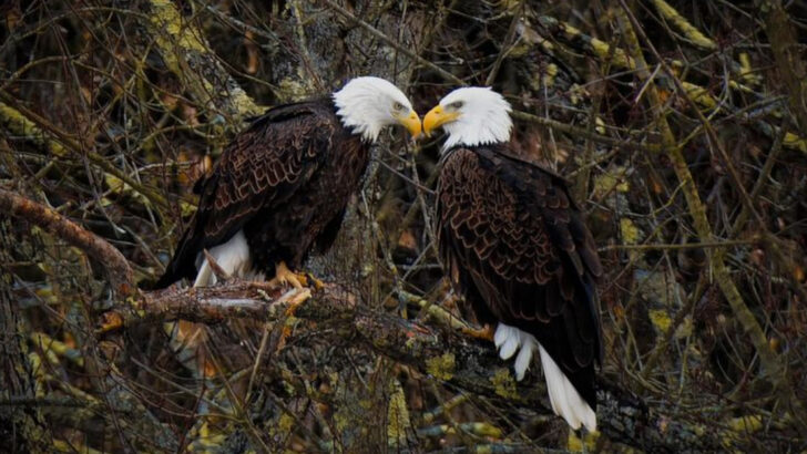 15 Fun Facts About Bald Eagles That Might Surprise Even Wildlife Photographers