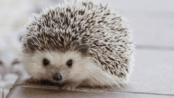 15 Fun Facts About Hedgehogs That’ll Make You Want One as a Pet (Or Maybe Not)