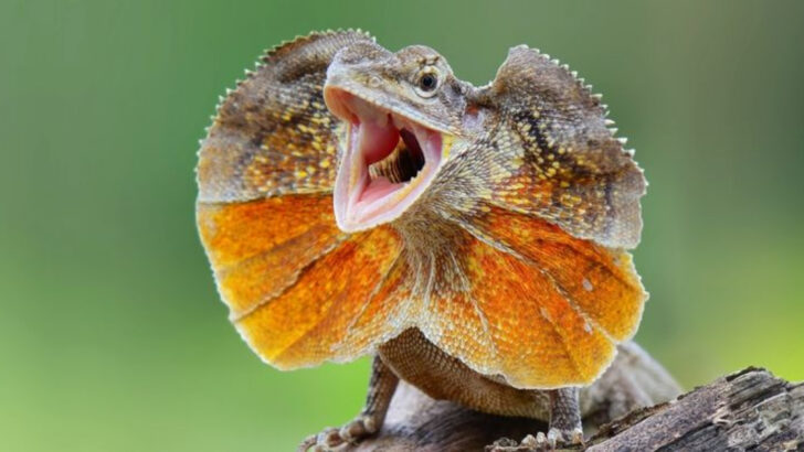 15 Goofy-Looking Animals That Will Make Kids Laugh Out Loud