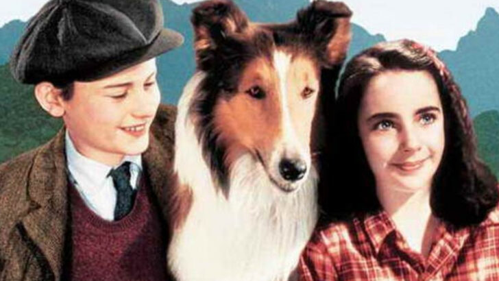 15 Great Dog Movies Everyone Needs To Watch