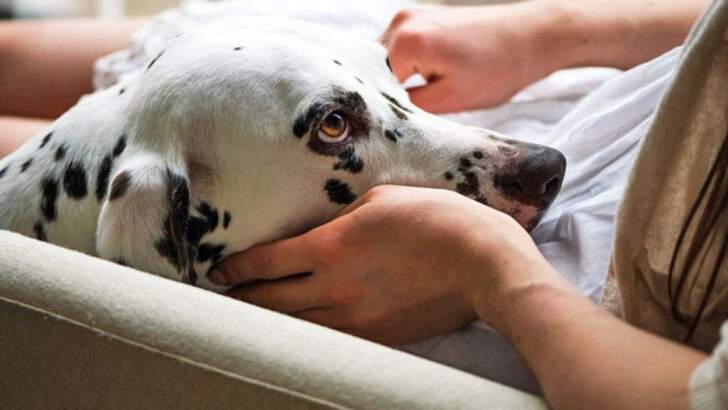 15 Hidden Ways Your Dog Shows Signs of Anxiety Before You Notice a Problem