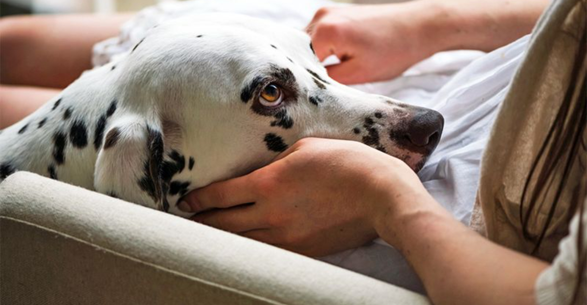 15 Hidden Ways Your Dog Shows Signs of Anxiety Before You Notice a ...