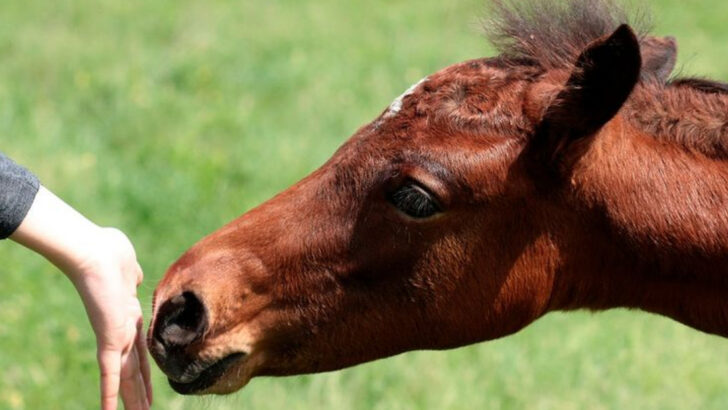 15 Horse Body Language Signs That Reveal What They Really Think of You