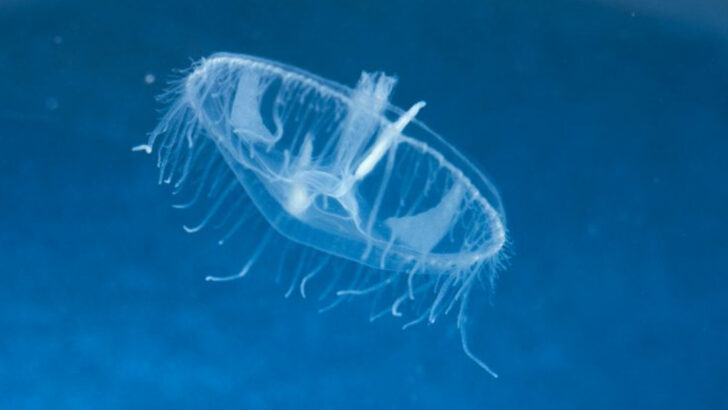 15 Incredible Details About Freshwater Jellyfish That Thrive Outside the Ocean