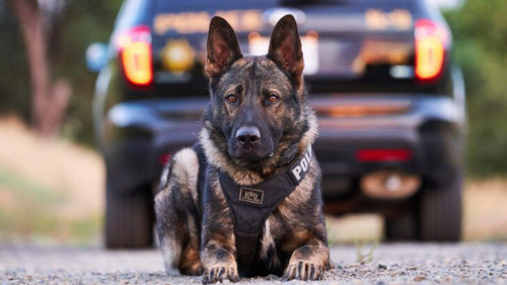 15 Key Differences Between Police Dogs and Your Family Pet