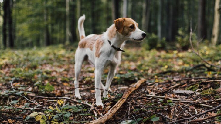 15 Little-Known Facts About How Dogs Experience the World