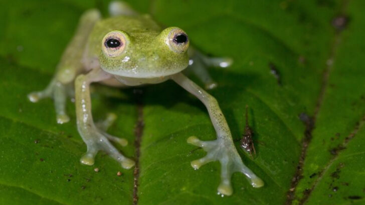 15 Most Fragile-Looking Animals That Are Shockingly Tough