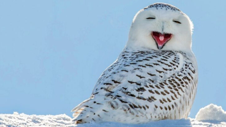 15 Must-See Animals Thriving in America’s Coldest Places