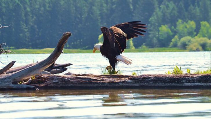 15 Quiet Lakes Where You Might Catch a Glimpse of a Bald Eagle Nesting
