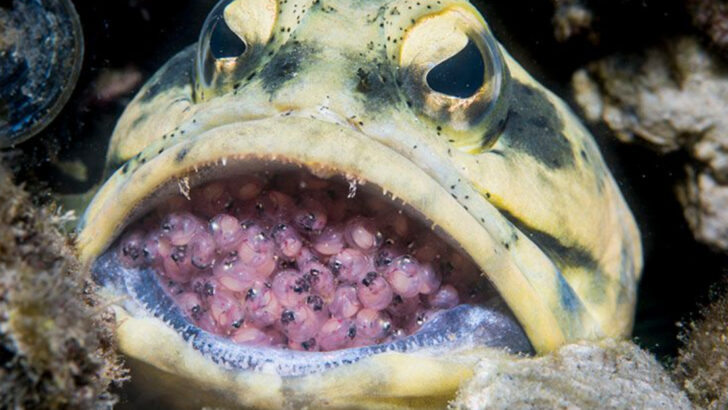 15 Reasons Catfish Are More Impressive Than You Think