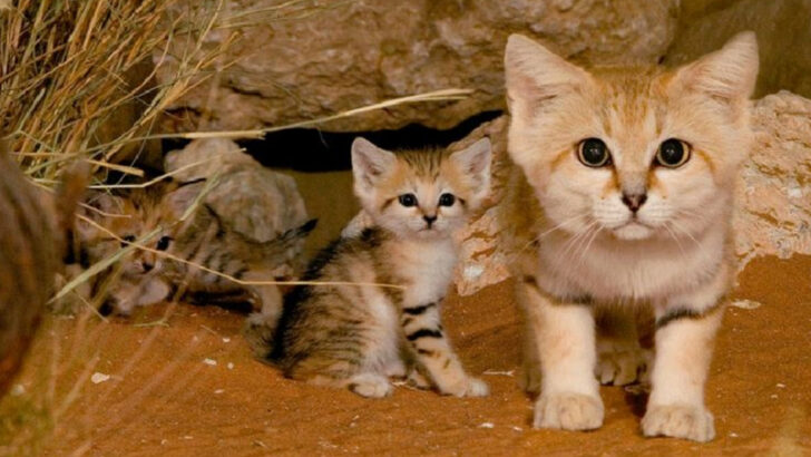 15 Reasons Sand Cat Kittens Might Be the Cutest Wild Cats Alive