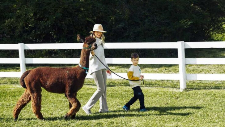 15 Reasons Why Alpacas Make Excellent Backyard Companions