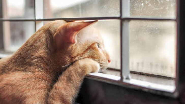 15 Red Flags That Reveal a Bad Cat Owner