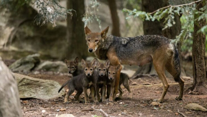 15 Red Wolf Behaviors That Differentiate Them From Their Coyote Cousins