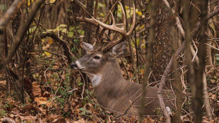 15 Remarkable Ways Deer Adapt Their Behavior During Hunting Season