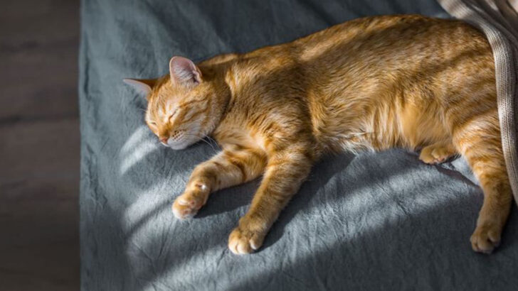 15 Signs Your Cat Thinks They’re the Ruler of the House Like a Furry Dictator