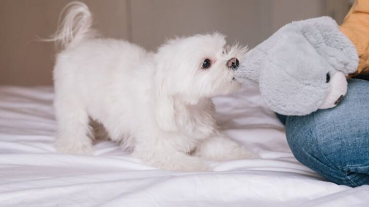 15 Signs Your Maltese Was Born to Be a Lap Dog