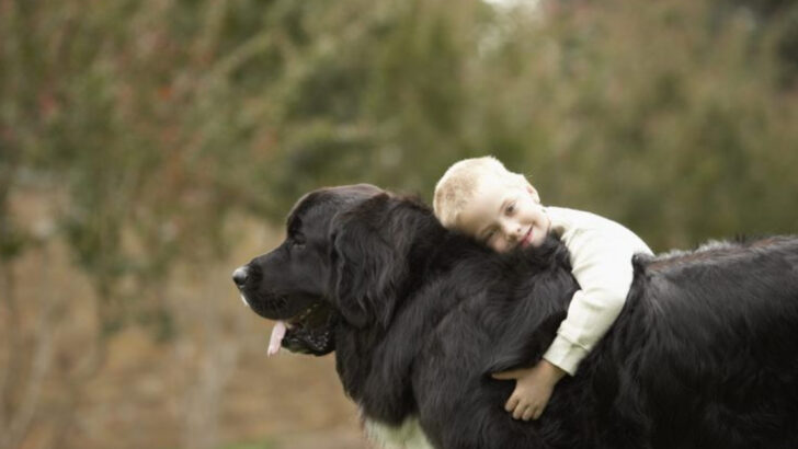 15 Stereotypes About Big Dog Breeds That Are Completely Wrong
