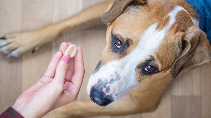 15 Strange Behaviors Dogs Show When They Sense Someone Is Untrustworthy