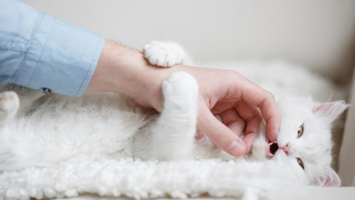 15 Subtle Ways Your Cat Asks for More Quality Time
