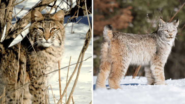 15 Surprising Differences Between Canada Lynxes and Bobcats