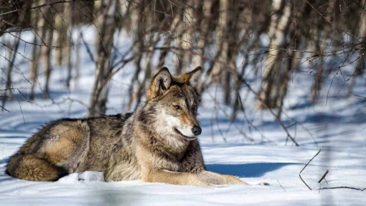 15 Surprising Facts About Italy’s Native Wolf Species