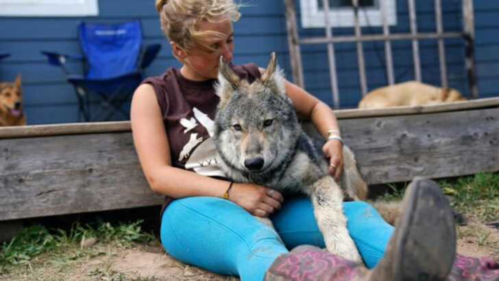15 Surprising Ways Wolves Actually Help Farmers (Despite What You’ve Been Told)