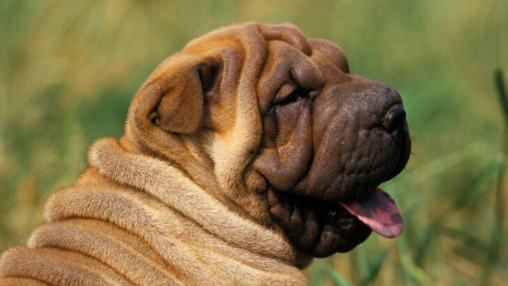 15 Things That Make the Shar Pei One of the World’s Most Unusual Dogs