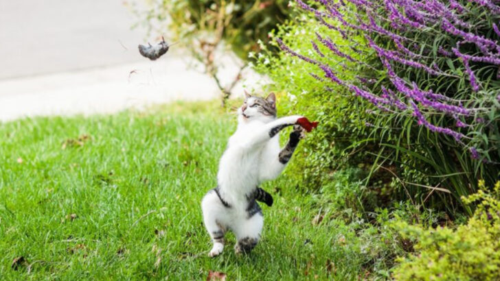 15 Things Your Cat Does That Are Actually Ancient Instincts