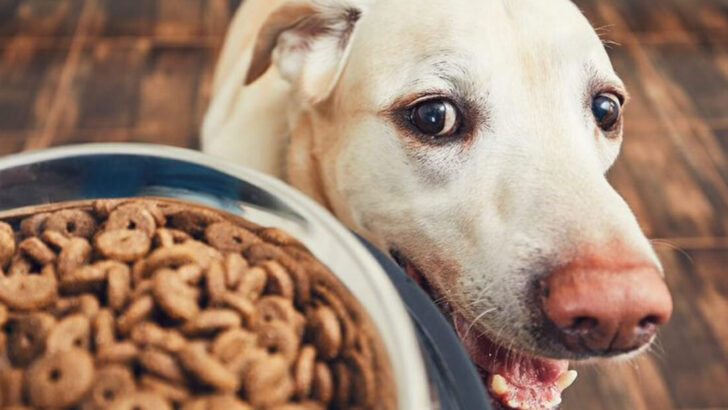 15 Vet-Approved Tips for Picking the Best Food for Your Dog
