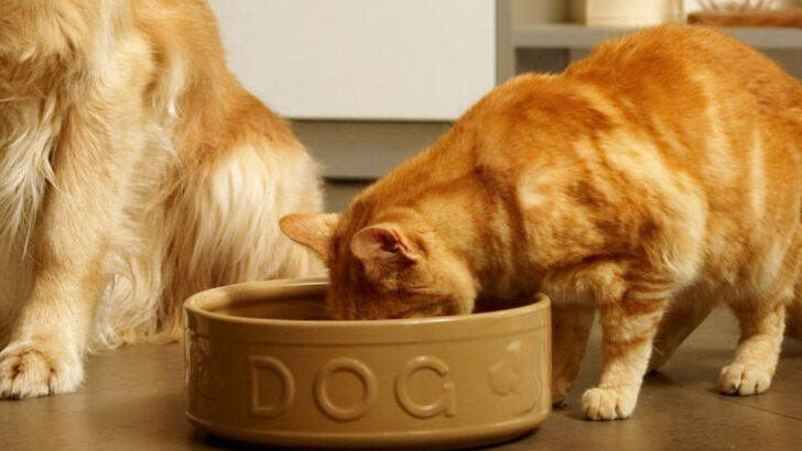 15 Ways Your Multi-Pet Home Could Be Harming Your Furry Friends