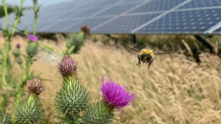 15 Wildlife Species That Thrive Around Solar Farms (Challenging What Experts Originally Predicted)
