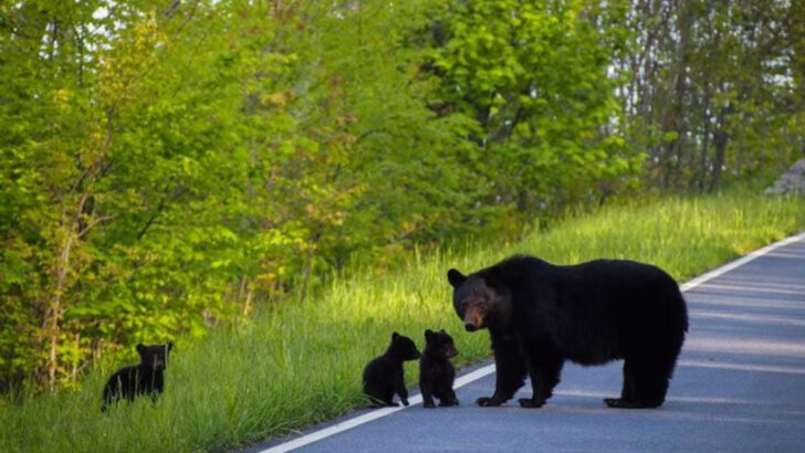 16 American National Parks Where You’re Most Likely to See Bears