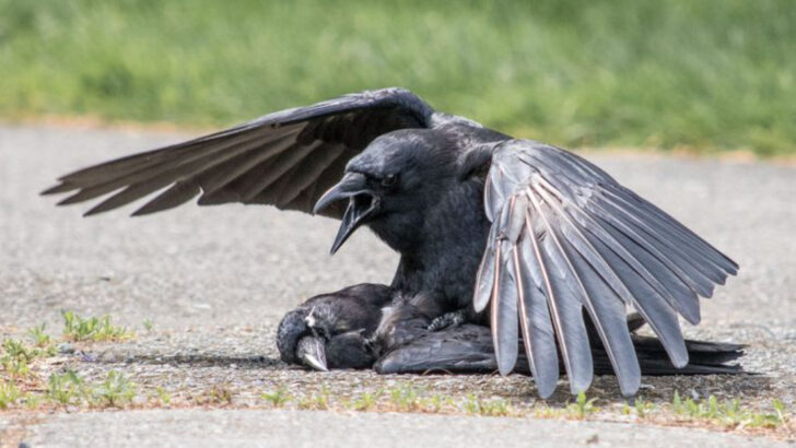 16 Animals That Grieve Their Dead Just Like Humans Do