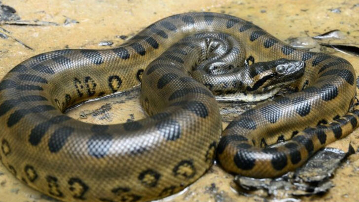 16 Animals That Never Stop Growing (No Matter How Old They Get)