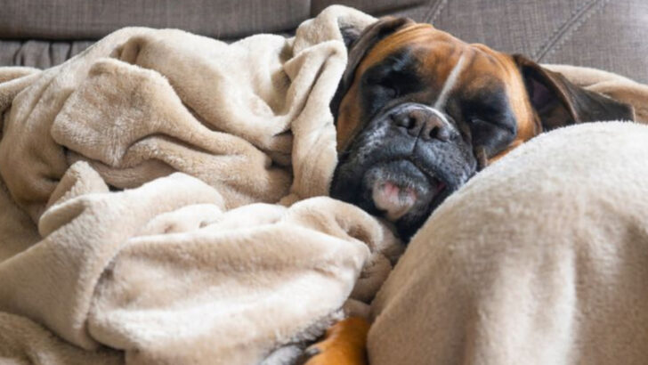 16 Athletic Dogs That Are Shockingly Lazy at Heart
