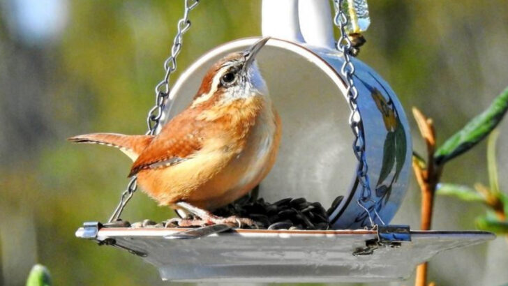 16 Backyard Birds That Are Easy to Attract with Feeders