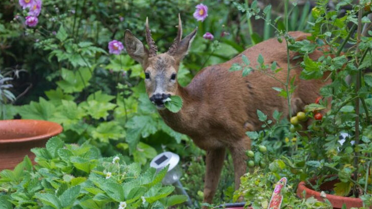 16 Backyard Wildlife Signs You’re Misinterpreting (And What They Really Mean)