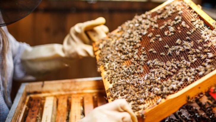 16 Beekeeping Mistakes That Are Killing Your Hive’s Productivity