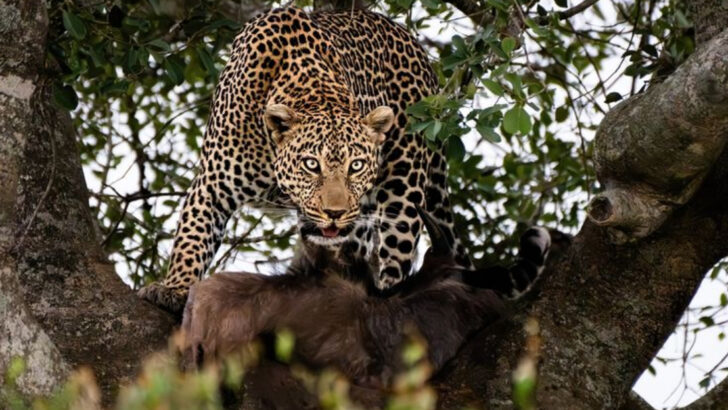 16 Big Cats Powerful Enough to Hunt Animals Twice Their Size