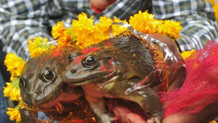 16 Bizarre Animal Superstitions From Around the World (That People Still Believe)