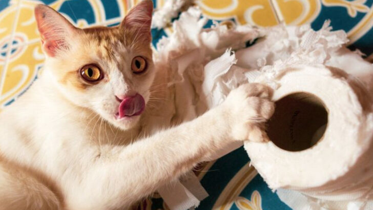 16 Cat Habits That Might Drive You Crazy (But Are Completely Normal)