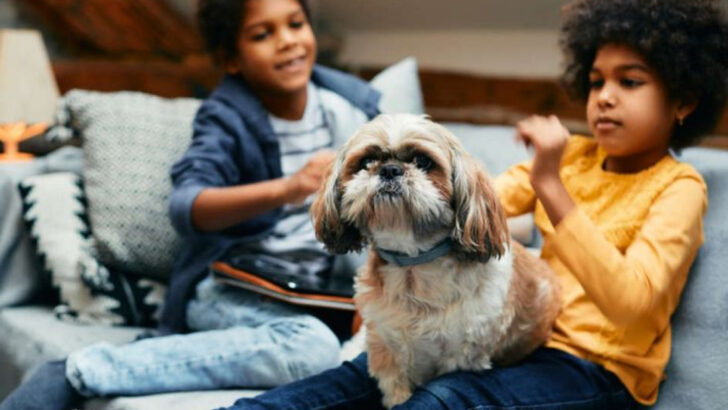 16 Dog Breeds That Actually Get Along with Grandchildren
