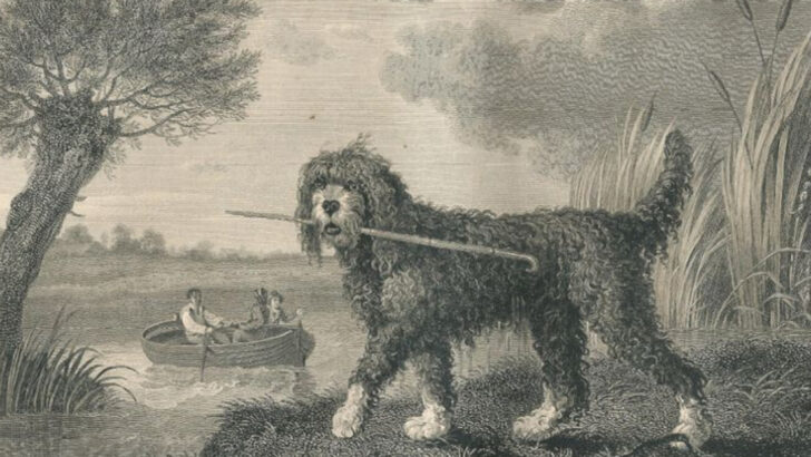 16 Dog Breeds That Used to Be America’s Working Dogs (But Have Almost Vanished Today)