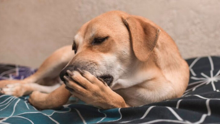 16 Early Signs of Health Problems in Dogs