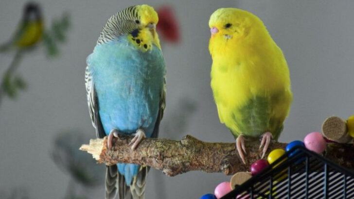 16 Essential Tips for a Happy Multi-Bird Household